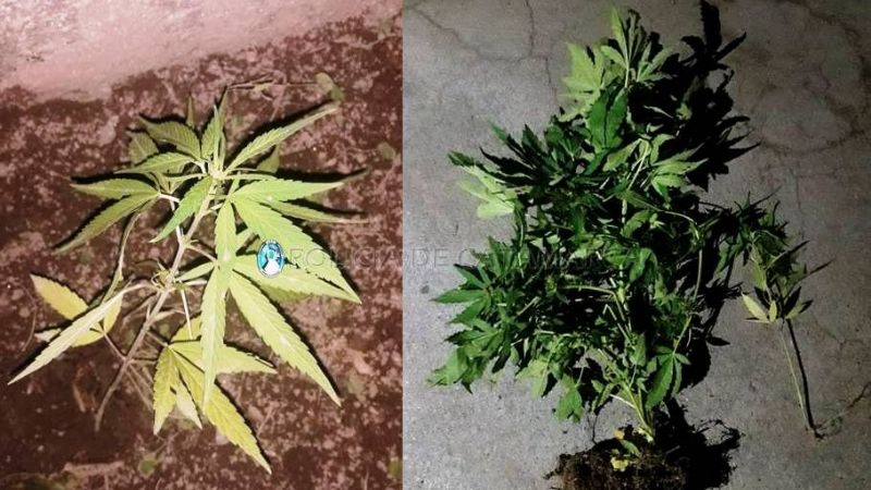 Denunció a su hijo por consumir marihuana y entregó dos platines