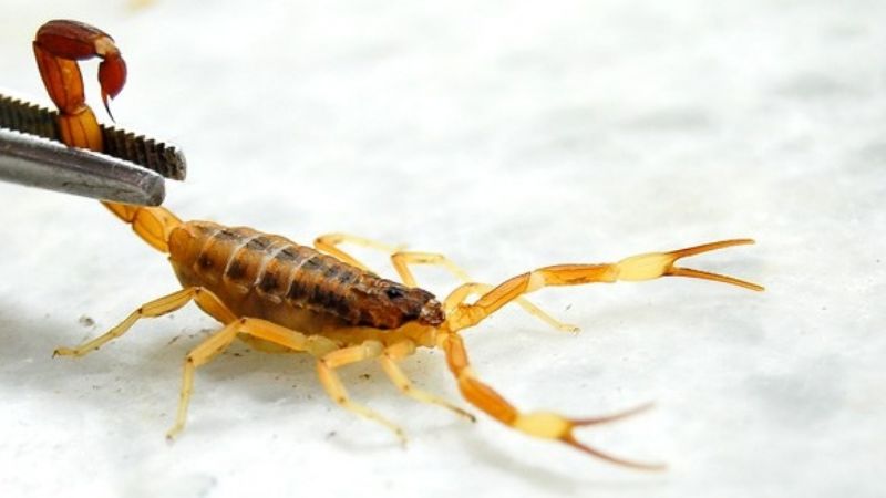 Recomendaciones para evitar picaduras de alacranes