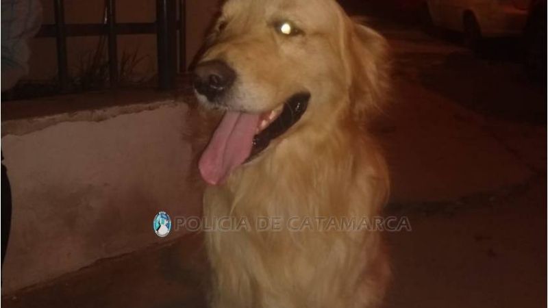 Robaron un perro de raza y lo ofrecían a la venta en Facebook