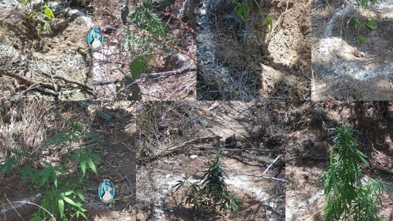 Secuestran 7 plantines de marihuana