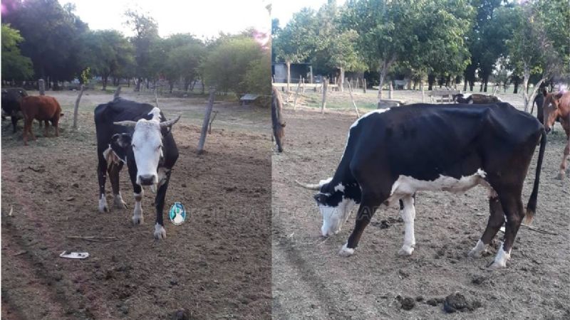 Secuestran una vaca en la ruta 33