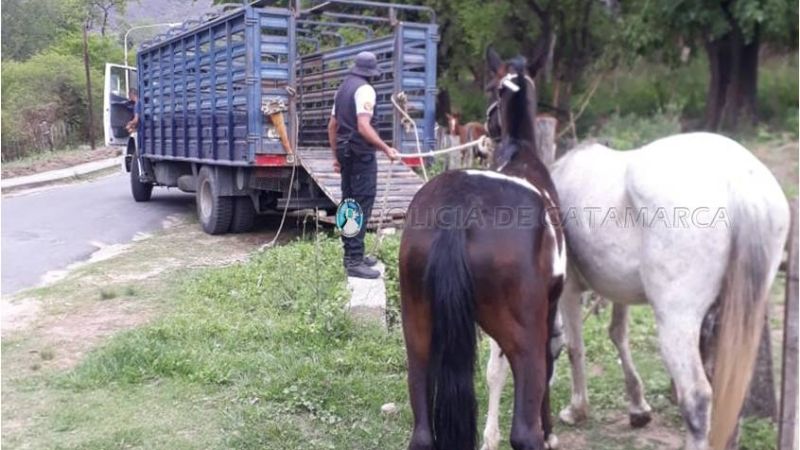 Animales sueltos secuestrados en Paclín