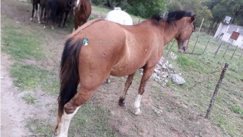 Animales sueltos secuestrados en Paclín