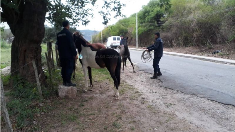 Animales sueltos secuestrados en Paclín