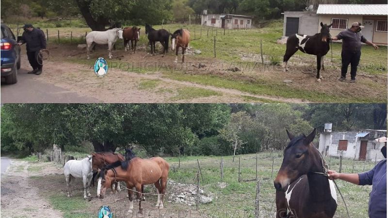 Animales sueltos secuestrados en Paclín