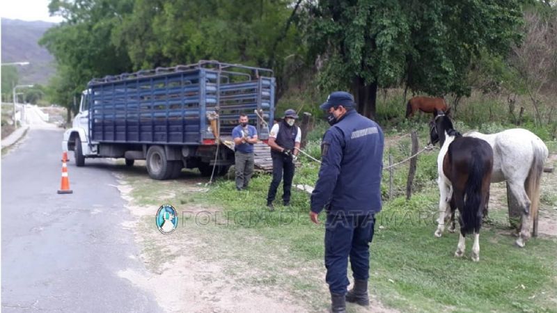 Animales sueltos secuestrados en Paclín
