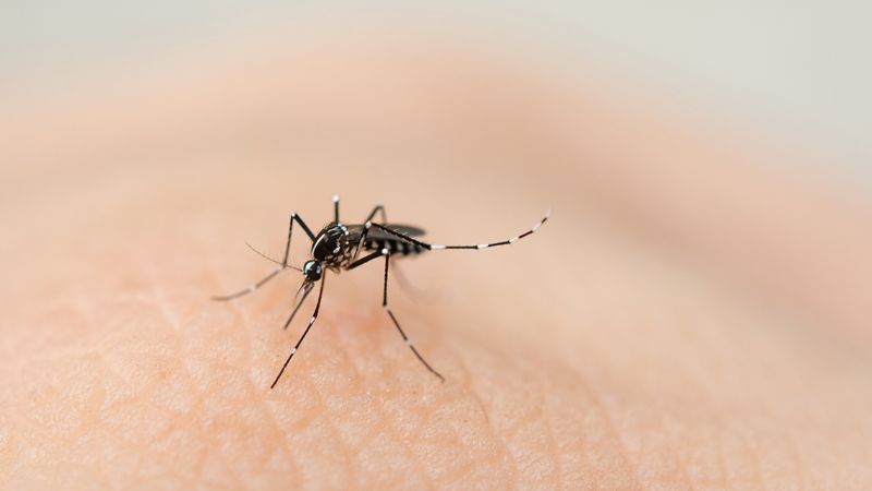 ¿Tener anticuerpos de dengue podría inmunizar al coronavirus?