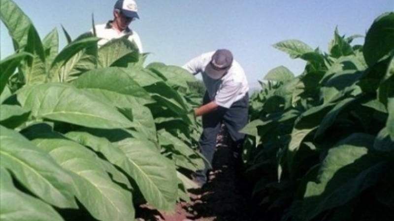 Confirman compra de fertilizantes para el sector tabacalero