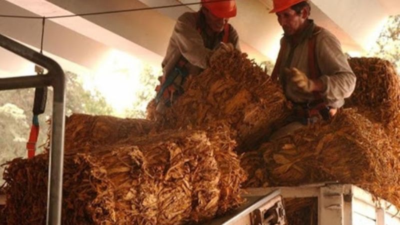 Empresas del NEA-NOA exportarán tabaco en ramas a EEUU