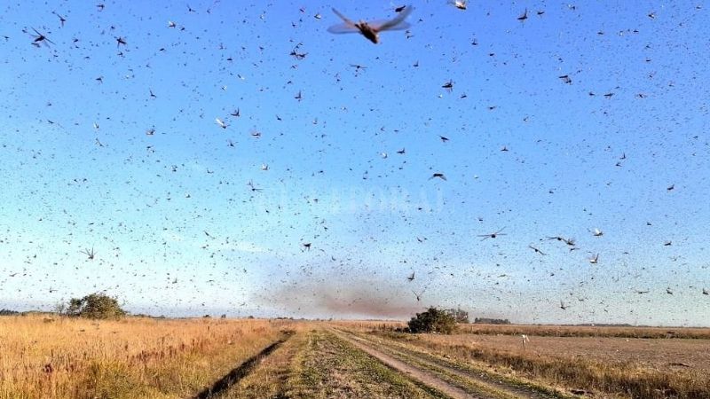 Inminente ingreso de una manga de langosta a Catamarca