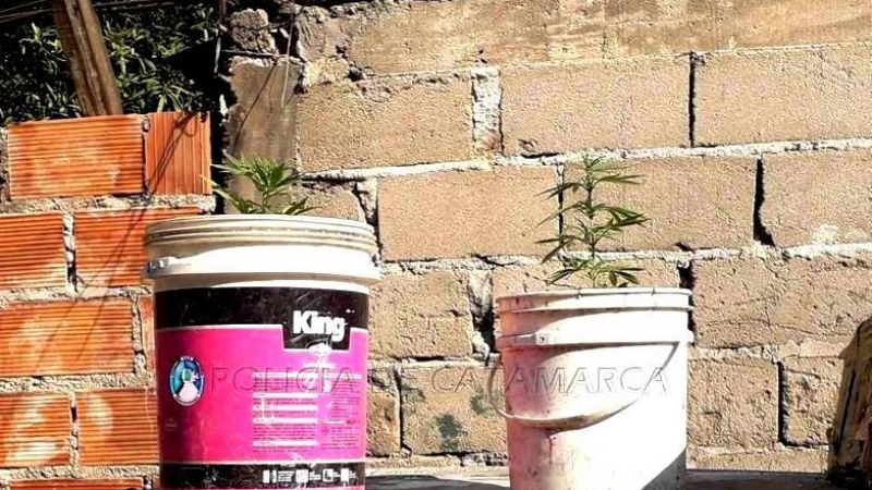 Secuestran dos plantines de marihuana en un taller mecánico