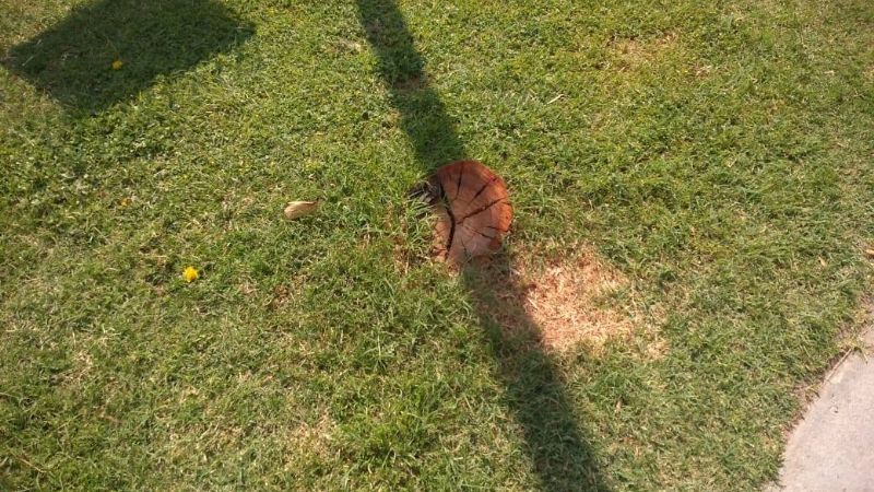 Reubican un transformador por peligro para la seguridad pública