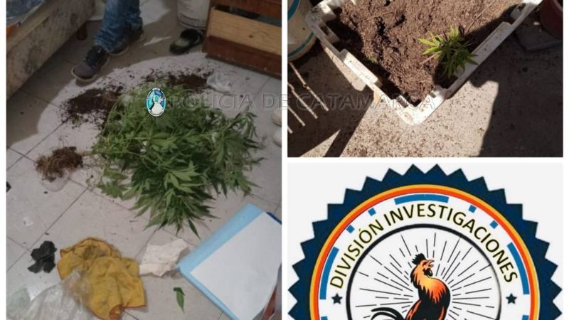 Guardó en la habitación dos plantas de marihuana de casi un metro