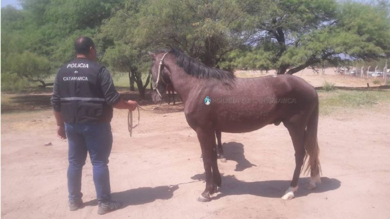 Recuperan un caballo robado en Capayán