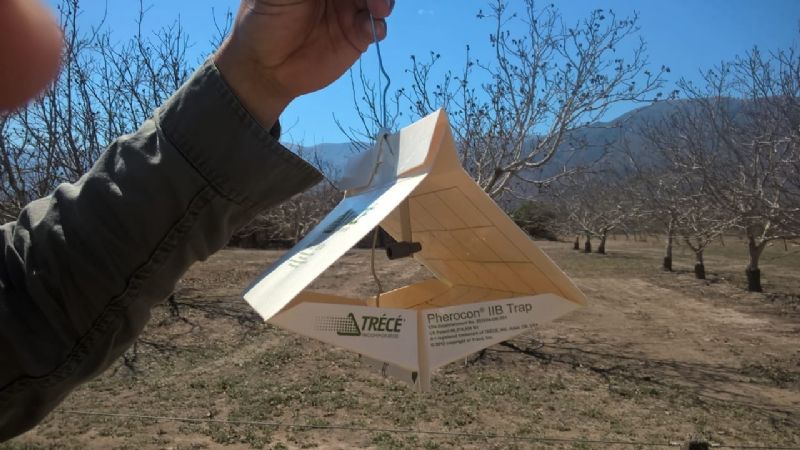 Registro apícola y monitoreo de plagas en vid y nogal en Tinogasta