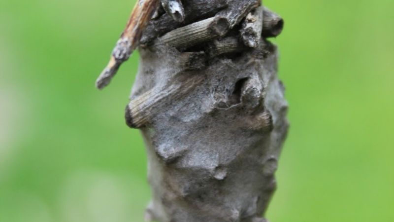 Registro apícola y monitoreo de plagas en vid y nogal en Tinogasta