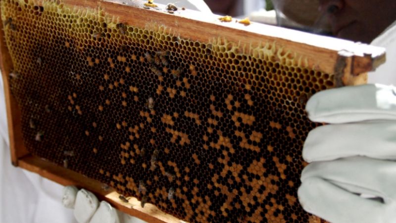 Registro apícola y monitoreo de plagas en vid y nogal en Tinogasta