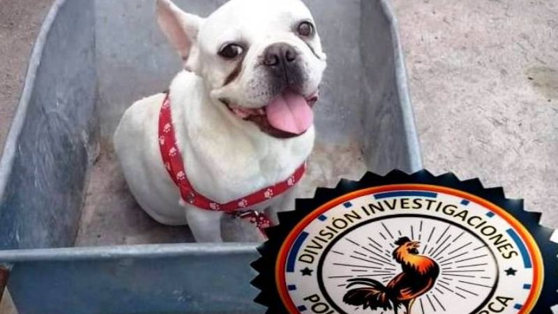 Recuperan un perro de raza robado en Fray Mamerto Esquiú