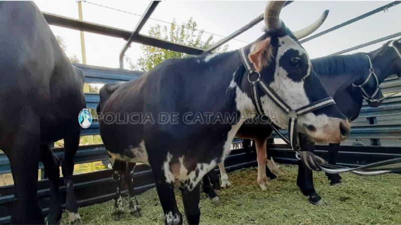 Secuestran cinco animales sueltos en Capayán