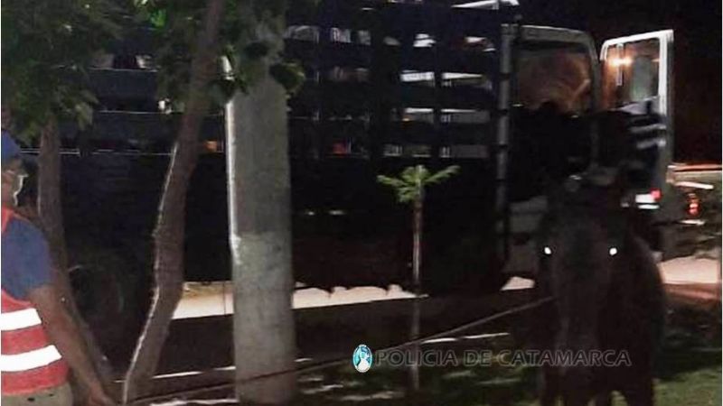 Secuestran cinco animales sueltos en Capayán