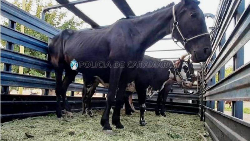 Secuestran cinco animales sueltos en Capayán