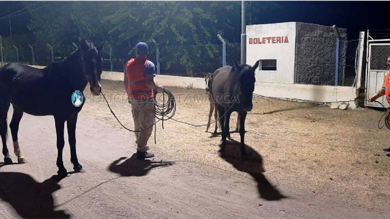 Secuestran cinco animales sueltos en Capayán