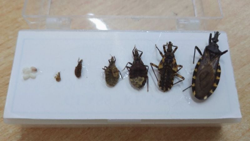 Recomendaciones para evitar el contagio de Chagas