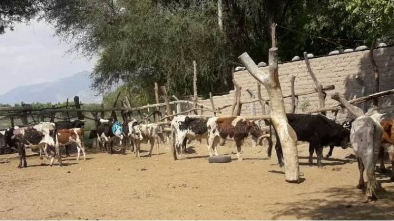 Secuestran 18 animales que eran transportados en camión