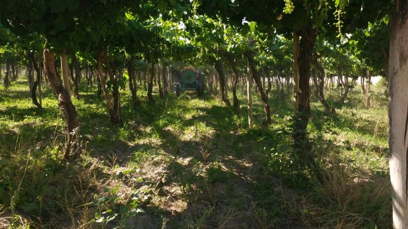 Desarrollo de la producción orgánica y agroecológica en la provincia