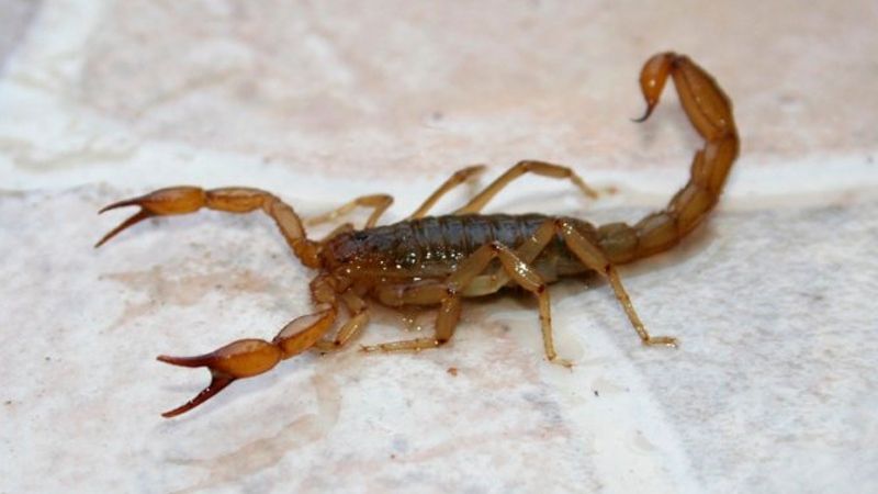 Una beba murió tras ser picada por un alacrán