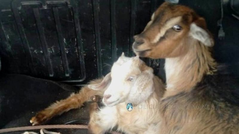 Llevaba dos cabras en el baúl del auto