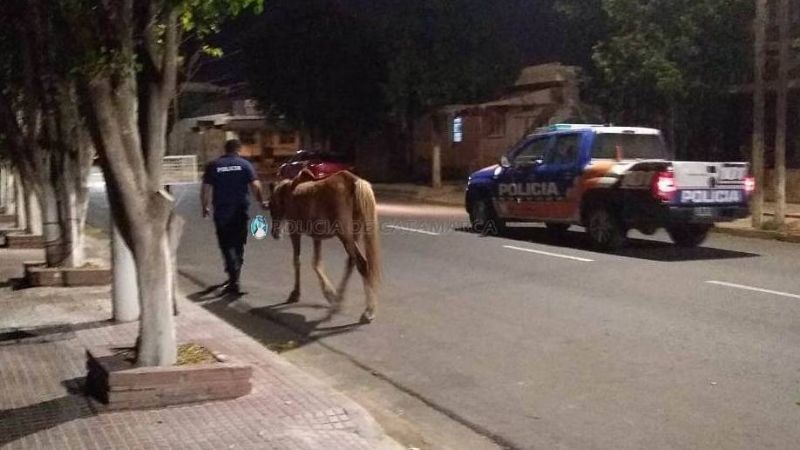 Secuestran un caballo en Av. Virgen del Valle