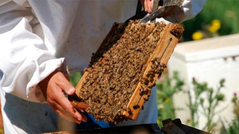 Investigadores desarrollan un gel antibacterial a base de propóleos