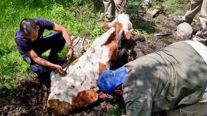 Rescatan a un animal que estaba empantanado