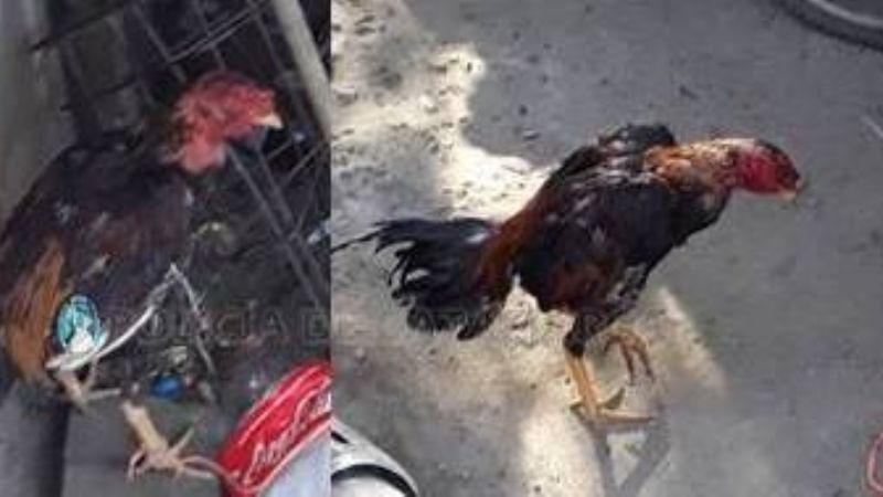 Secuestran gallos de riñas y varios envases de bebidas alcohólicas