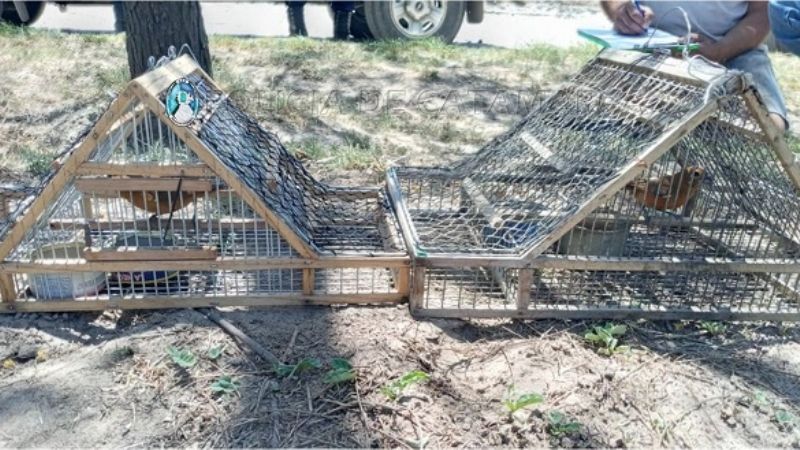 Secuestran aves canoras y tramperas