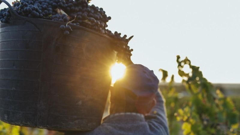 La Rioja recibirá a unos 10 mil trabajadores golondrina
