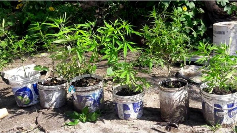 Secuestran 9 plantines de marihuana