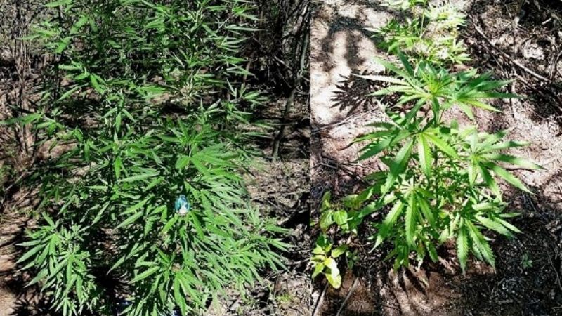 Secuestran 3 plantines de marihuana