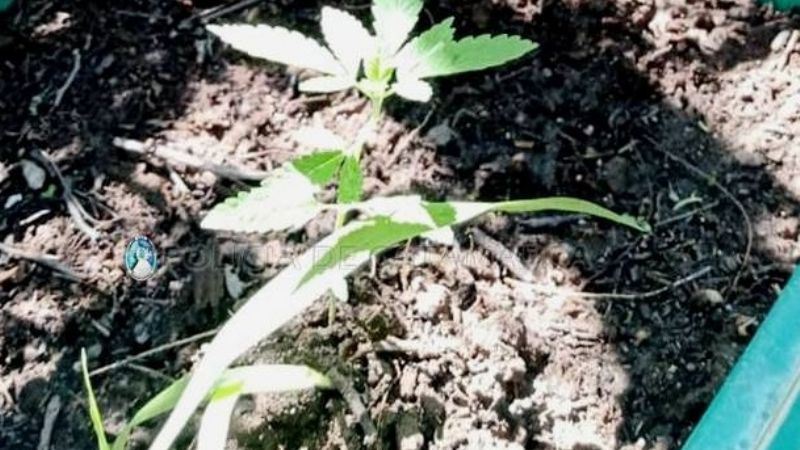Secuestran 3 plantines de marihuana