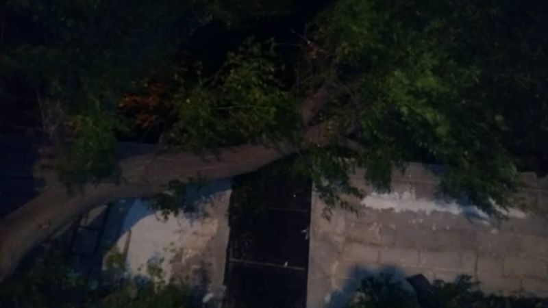 El fuerte viento volteó un árbol sobre una casa