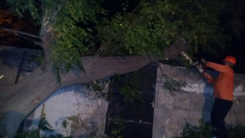 El fuerte viento volteó un árbol sobre una casa