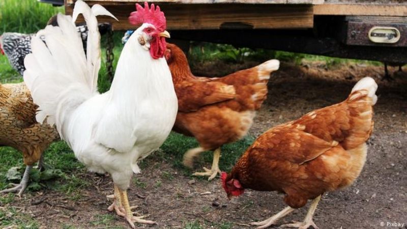 Países Bajos sacrificará 215.000 gallinas por gripe aviaria