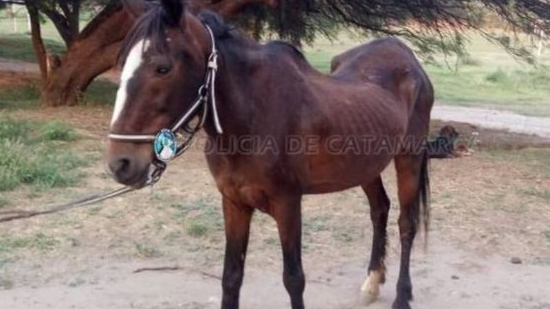Secuestran una yegua en estado de abandono