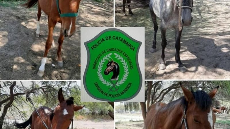 Secuestran animales sueltos