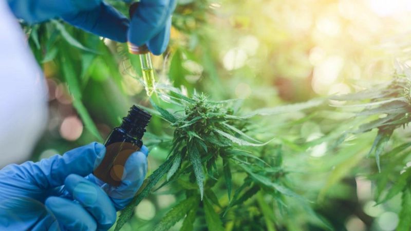 Inauguran el primer laboratorio de cannabis medicinal en Argentina