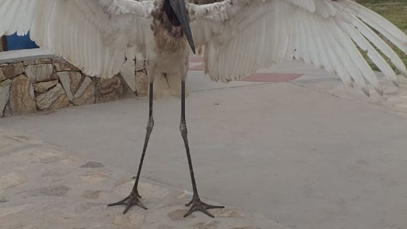 Rescatan una cigüeña en el norte de Belén