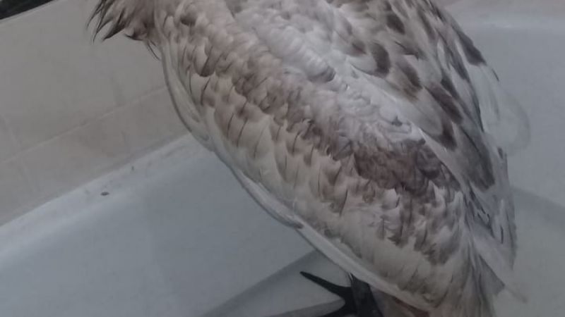 Rescatan una cigüeña en el norte de Belén