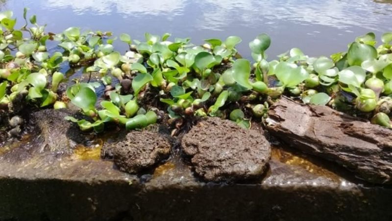 En la Villa de Ipizca el agua es intomable