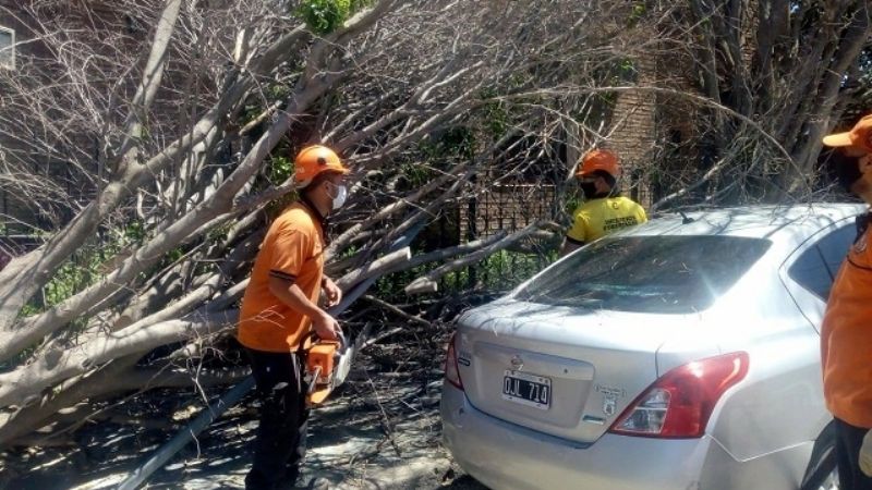 El fuerte viento derrumbó árboles